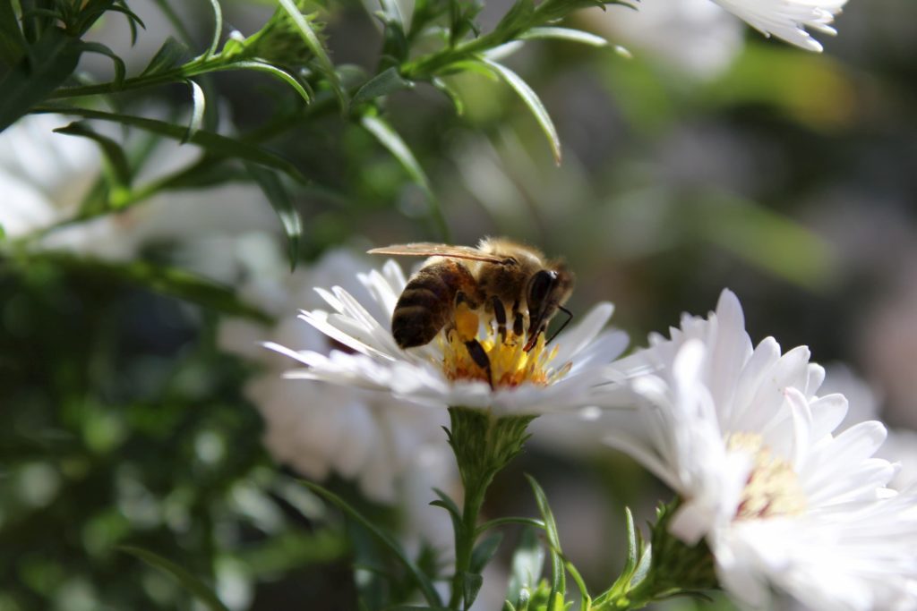 close-up-of-butterfly-pollinating-on-flower-248342-2