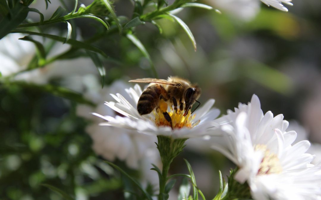 Création d’une zone de « BZZZ »